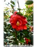 Camellia japonica 'Adolphe Audusson' - Camellia
