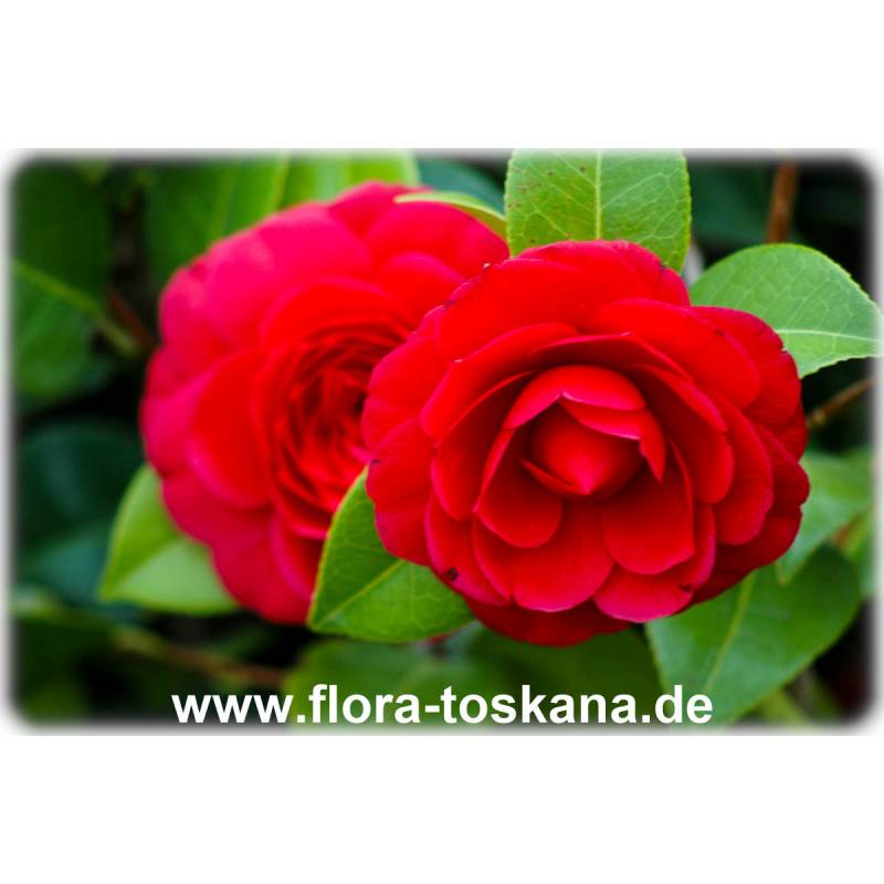 Camellia japonica 'Black Lace' - Camellia | FLORA TOSKANA