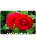Camellia japonica 'Black Lace' - Camellia
