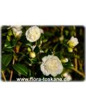 Camellia japonica 'Brushfield Yellow' - Camellia