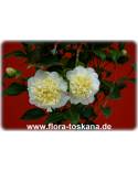 Camellia japonica 'Brushfield Yellow' - Camellia