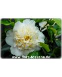 Camellia japonica 'Brushfield Yellow' - Kamelie