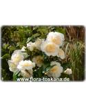 Camellia japonica 'Brushfield Yellow' - Kamelie