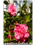 Camellia japonica 'Debbie' - Camellia