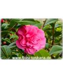 Camellia japonica 'Debbie' - Camellia