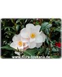 Camellia japonica 'Hagoromo' - Camellia