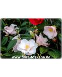 Camellia japonica 'Hagoromo' - Kamelie