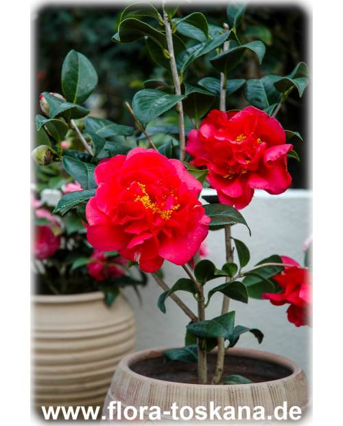 Camellia japonica 'Kramer 's Supreme' - Camellia