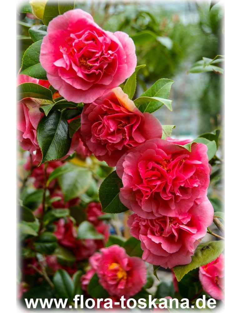 Camellia japonica 'Kramer 's Supreme' - Camellia | FLORA TOSKANA