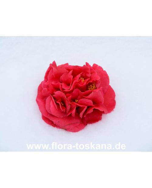 Camellia japonica 'Kramer 's Supreme' - Camellia
