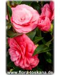 Camellia japonica 'Mrs. Tingley' - Camellia