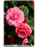 Camellia japonica 'Mrs. Tingley' - Kamelie