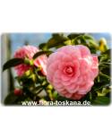Camellia japonica 'Mrs. Tingley' - Kamelie
