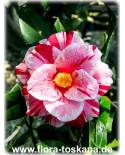 Camellia japonica 'Oki-No-Nami' - Camellia