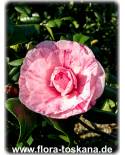 Camellia japonica 'Oki-No-Nami' - Kamelie