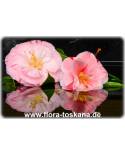 Camellia japonica 'Oki-No-Nami' - Kamelie