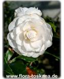 Camellia japonica 'Perfection White' - Camellia