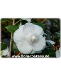 Camellia japonica 'Perfection White' - Kamelie