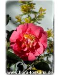 Camellia japonica 'R.L. Wheeler' - Camellia