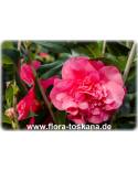 Camellia japonica 'R.L. Wheeler' - Camellia