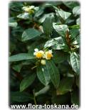 Camellia sinensis - Echter Tee (Pflanze), Teestrauch, Schwarzer Tee