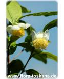 Camellia sinensis - Tea plant