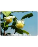 Camellia sinensis - Echter Tee (Pflanze), Teestrauch, Schwarzer Tee
