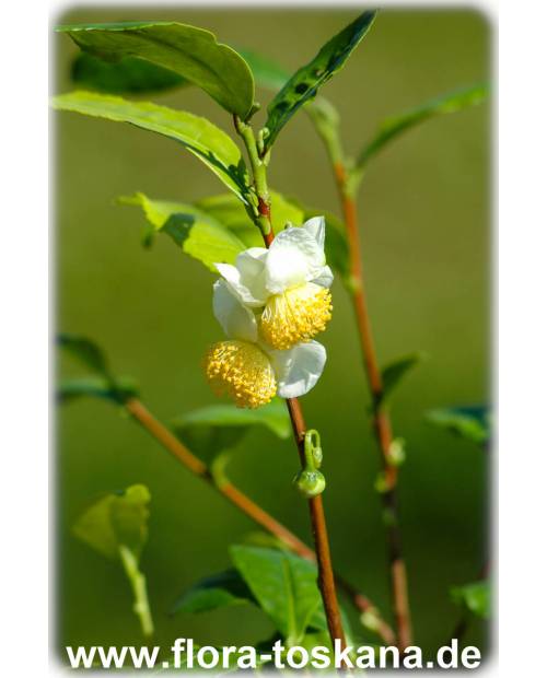 Camellia sinensis - Echter Tee (Pflanze), Teestrauch, Schwarzer Tee Camellia sinensis - Echter Tee (Pflanze), Teestrauch, Schwarzer Tee
