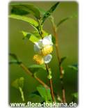 Camellia sinensis - Tea plant