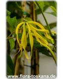 Cananga odorata - Ylang-Ylang (Pflanze)