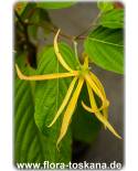 Cananga odorata - Ylang-Ylang (Pflanze)