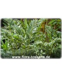 Alpinia zerumbet - Muschelingwer