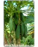 Carica papaya - Papaya (Pflanze)