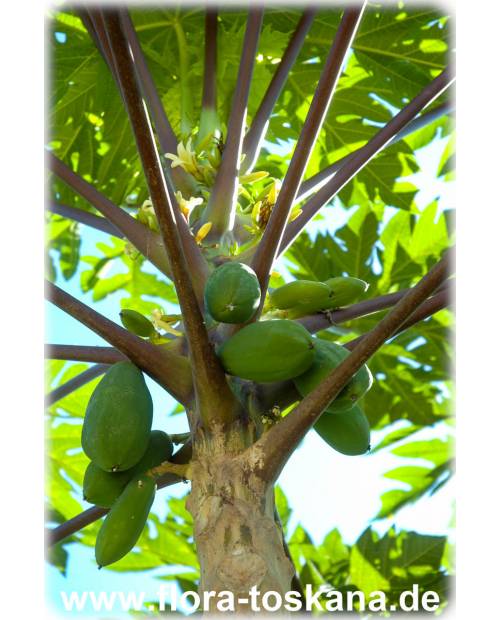 Samen Zierpflanzen süße Früchte bis 2 M Blühende Papaya Zimmerpalme hoch 