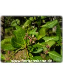 Anacardium occidentale - Cashew-Nuss (Pflanze), Cashewbaum, Kaschubaum, Acajoubaum