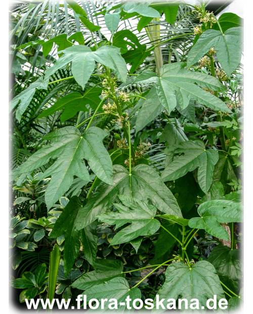 Carica pentagona - Mountain-Papaya, Babaco