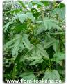Carica pentagona - Mountain-Papaya, Babaco
