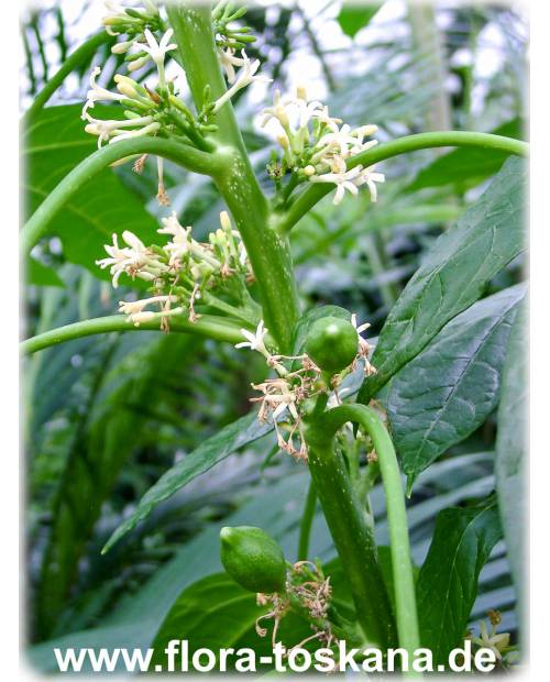 Carica pentagona - Mountain-Papaya, Babaco