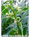 Carica pentagona - Mountain-Papaya, Babaco