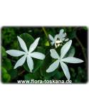 Carissa macrocarpa - Natal Plum