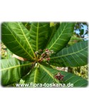 Anacardium occidentale - Cashew-Nuss (Pflanze), Cashewbaum, Kaschubaum, Acajoubaum