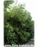 Carya illinoinensis - Pekan-Nuss (Pflanze), Pekannussbaum