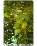 Carya illinoinensis - Pekan-Nuss (Pflanze), Pekannussbaum