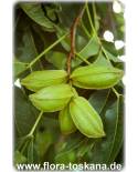 Carya illinoinensis - Pecan Nut