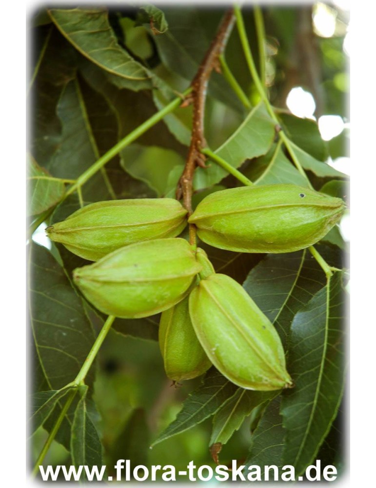 Pekannuss Carya illinoinensis Pflanze 35-40cm Hickory Pecannussbaum Rarität 