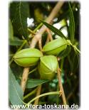 Carya illinoinensis - Pecan Nut