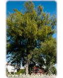 Casuarina equisetifolia - Australian Pine, Ironwood, Horsetail