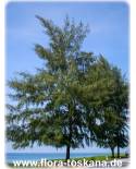 Casuarina equisetifolia - Australian Pine, Ironwood, Horsetail