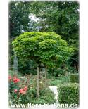 Catalpa bignonioides - Trompetenbaum, Zigarrenbaum, Bohnenbaum