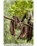 Ceratonia siliqua - St. John's Bread Carob, Carob Tree, Locust Bean